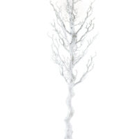 Silver Sparkle Manzanita Tree